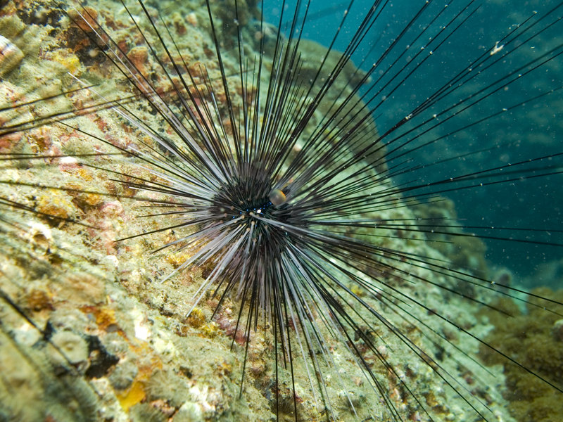 Marine Park, Sea urchin